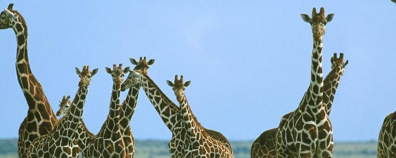 长颈鹿的脖子有多长（长颈鹿的脖子有多长打三个数字）