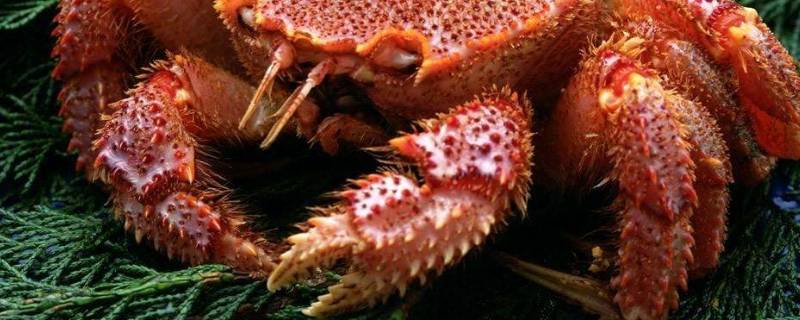 螃蟹钳上有团毛是什么螃蟹 螃蟹蟹钳上的毛