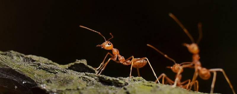红蚂蚁怎么能除掉 红蚂蚁怎么根除