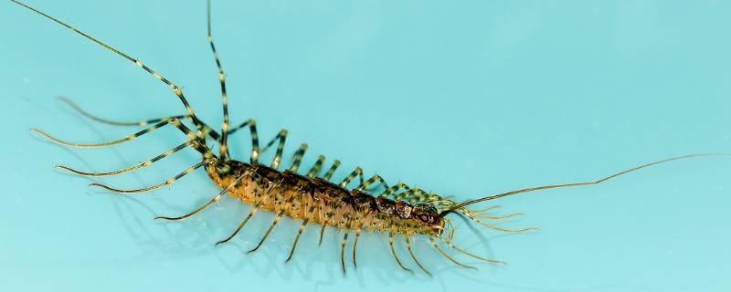 草鞋底虫子学名叫什么 俗称草鞋底的虫子学名叫什么