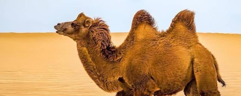 骆驼在沙漠不吃不喝能生存多久 为何骆驼在干旱的沙漠行走数十天不吃不喝仍能够生存