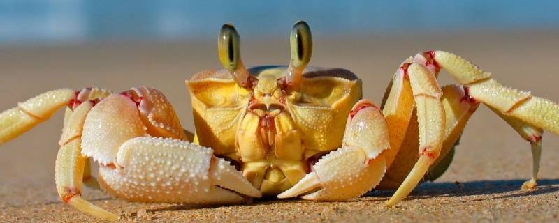 怎么吃螃蟹正确吃法 怎么吃螃蟹正确吃法什么不能吃
