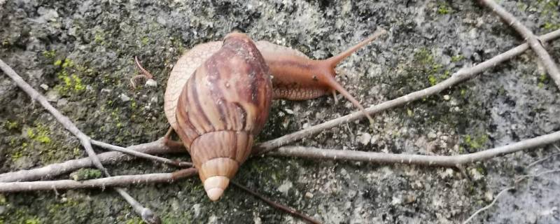 僵尸蜗牛是什么（僵尸蜗牛是什么寄生虫）