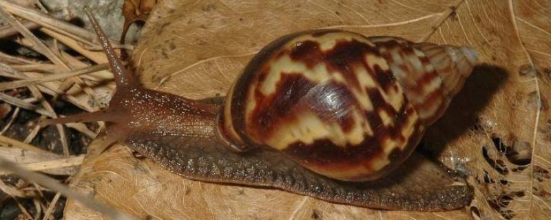 非洲大蜗牛为什么不能摸（非洲大蜗牛为什么不能用手摸）