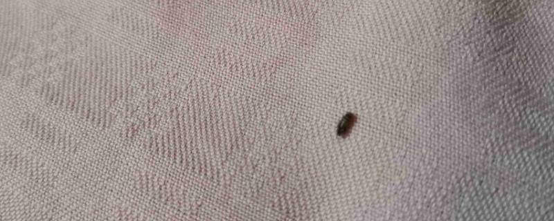 床垫上有小虫子有什么解决方法（床垫上有小虫子有什么解决方法视频）