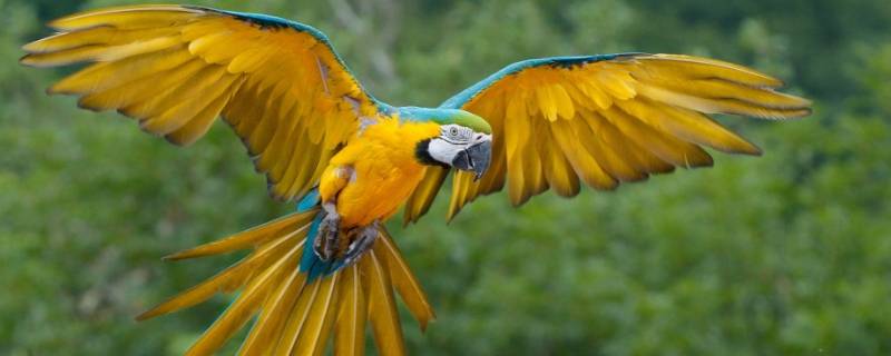 金刚鹦鹉是保护动物吗 琉璃金刚鹦鹉是保护动物吗