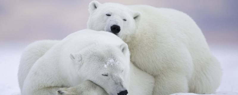 北极熊的家住在哪里 北极熊居住在哪