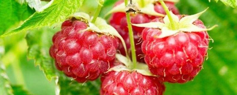 树莓是什么水果 武当山树莓是什么水果
