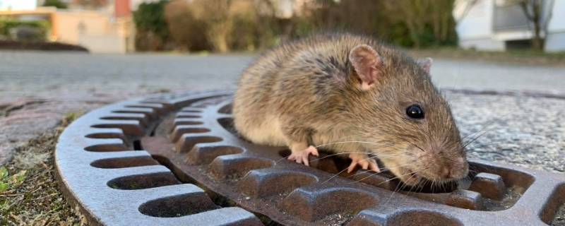 老鼠是什么科动物 老鼠是什么科动物的统称