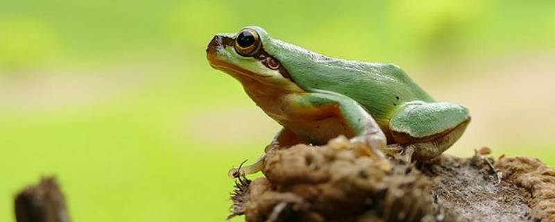 树蛙是几级保护动物 大泛树蛙是几级保护动物