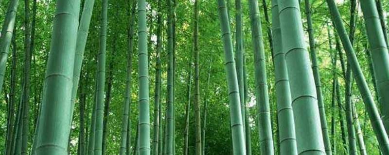 竹子的象征意义和精神 竹子的象征意义
