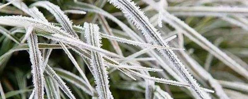 打霜是什么季节 打霜是什么季节打霜