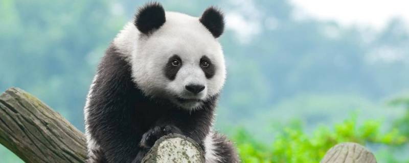 大熊猫现在是几级保护动物 2021大熊猫现在是几级保护动物