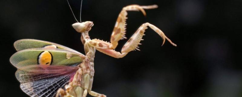 每个螳螂都有铁线虫吗 每一个螳螂都有铁线虫吗