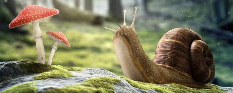 蜗牛能活多久（捡来的野生蜗牛能活多久）