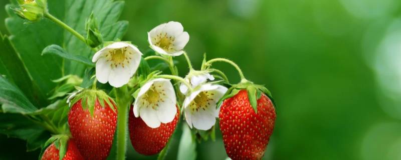 十月份有草莓摘吗 10月份有草莓摘吗