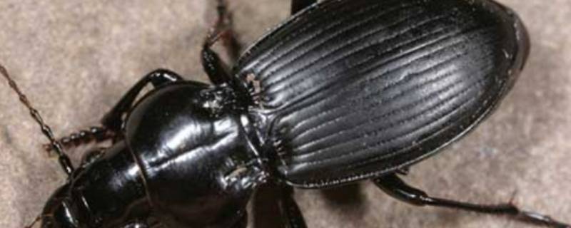 家里的步甲虫从哪来的 步甲虫生活在哪里