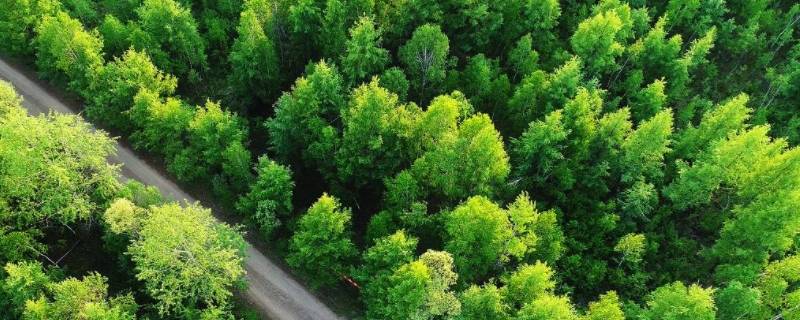 森林碳汇是指什么 森林碳汇与林业碳汇