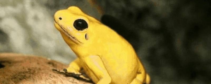 金色的青蛙是什么品种（金黄色青蛙是什么品种）