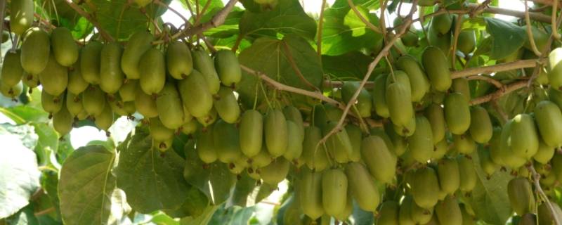 软枣猕猴桃怎么吃 软枣猕猴桃怎么吃可以降低寒性