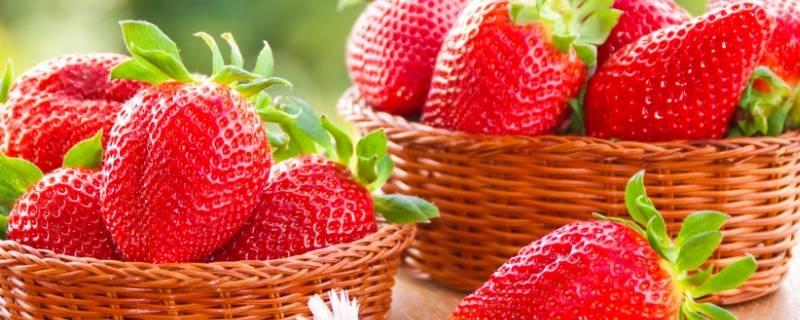 章姬草莓和红颜草莓区别（章姬草莓和红颜草莓的区别）
