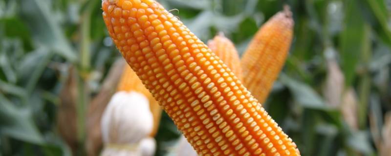 玉米等级标准怎么区分 怎么样区分玉米的等级