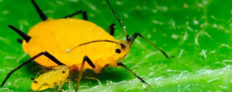 蚜虫真的是虫子吗 为什么叫蚜虫
