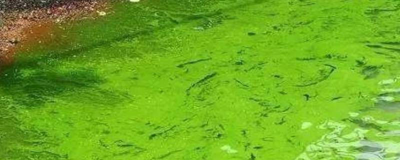 蓝藻是单细胞生物吗 蓝藻属于多细胞生物吗