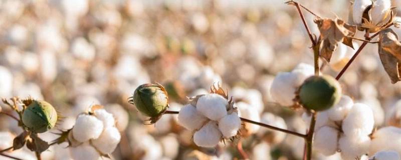 棉花能水洗不 棉花能水洗么