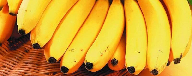 香蕉是高糖水果吗 香蕉是高糖水果还是低糖水果