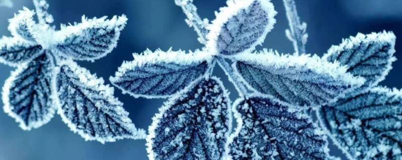 霜的寓意和象征 霜的意象及其象征意义