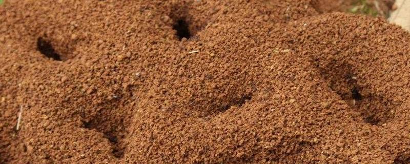 蚂蚁的巢是什么样的 蚂蚁的蚁巢一般像什么