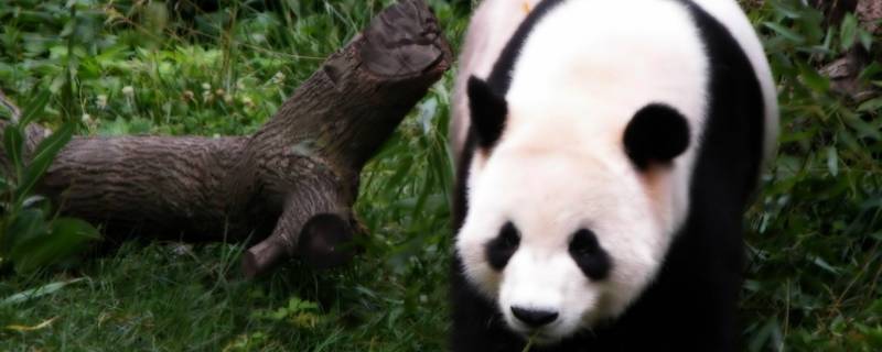 大熊猫是二级保护动物吗 大熊猫是不是二级保护动物