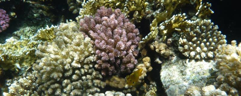 珊瑚礁和珊瑚的区别 红珊瑚和珊瑚礁的区别