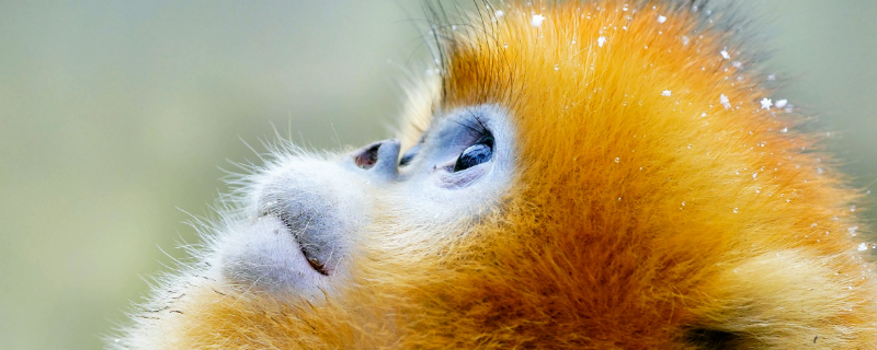 金丝猴的种类 金丝猴的种类及其分布的地区