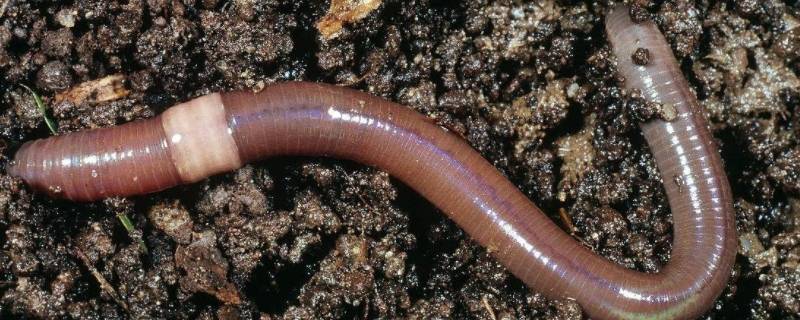 蚯蚓生活在什么的土壤中（蚯蚓一般生活在什么的土壤中?）