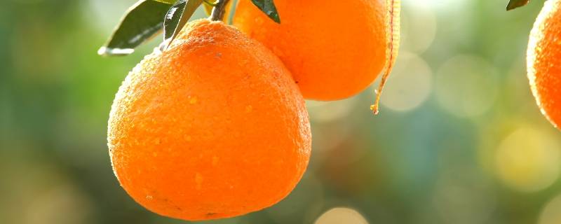 柑橘是橘子吗 橘子是柑果吗