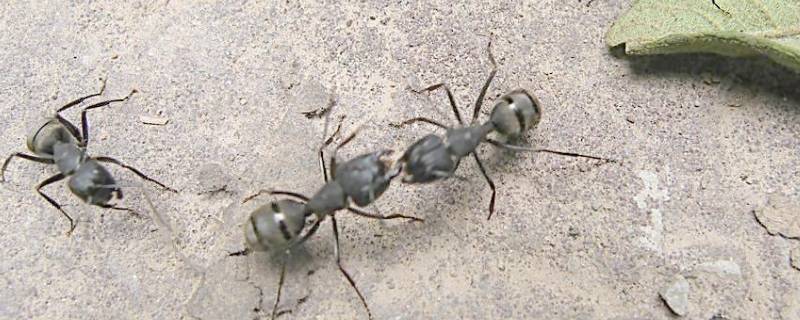 杀蚂蚁用什么方法 杀蚂蚁的方法