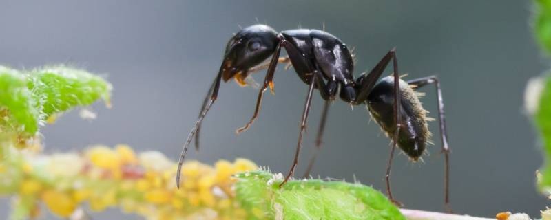 蚂蚁是怎样搬家的 蚂蚁是怎样搬家的20字