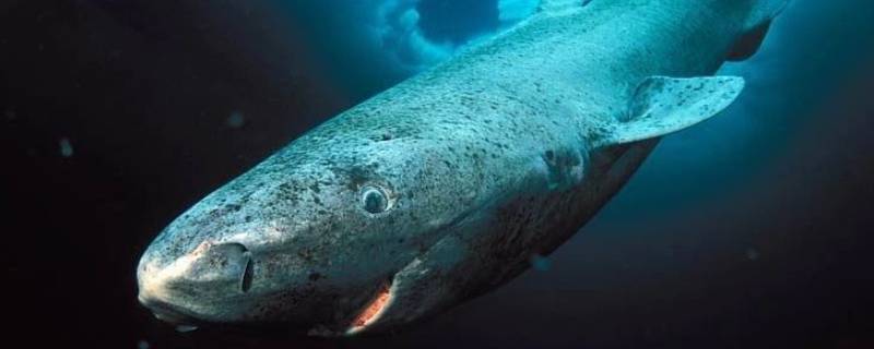 格陵兰睡鲨能活多久（格陵兰睡鲨寿命长原因）