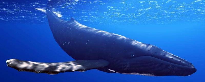 成年蓝鲸有多少吨 一头成年蓝鲸的重量是多少吨