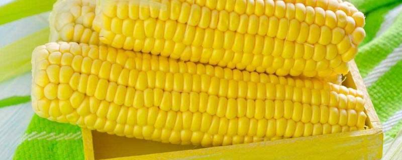 带轴的玉米每立方出多少斤粒（一斤带轴玉米出粒多少）
