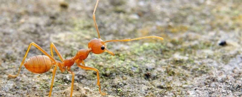 世界上已知的蚂蚁有多少种（世界上一只蚂蚁大约有多少种）
