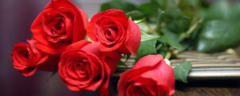 红玫瑰花语是什么意思 红玫瑰花语是什么意思 寓意