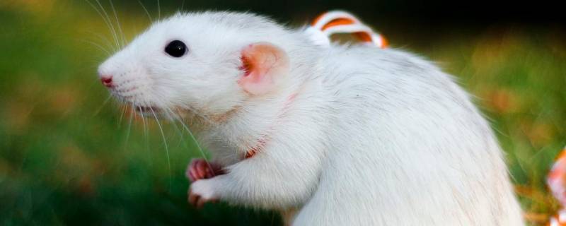 老鼠怕什么东西 老鼠怕什么东西和气味