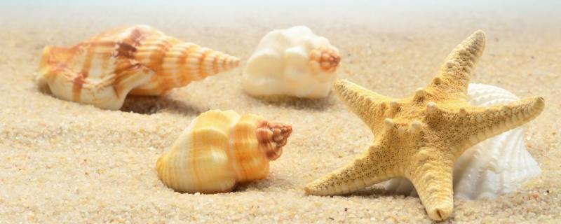 贝壳是什么动物 贝壳是什么动物特有的