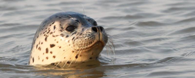 seal是什么动物 seal是什么动物怎么读