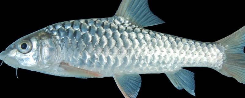 鱼的皮肤有哪些特点适应环境 鱼的皮肤都有哪些特点适应环境