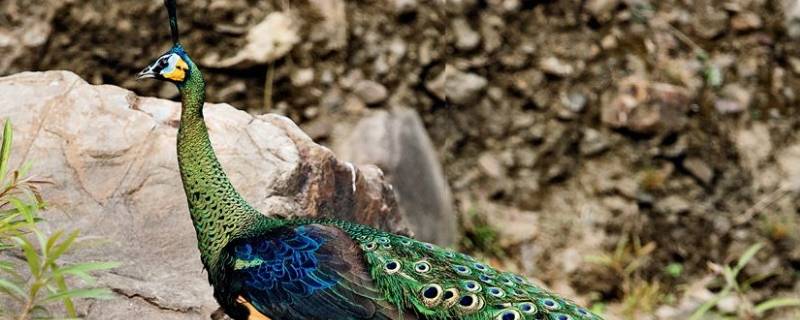 绿孔雀是几级保护动物 绿孔雀属于什么级保护动物