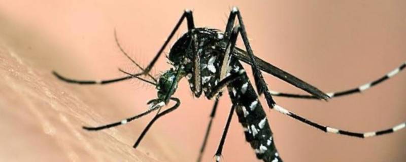 蚊子怎么繁殖出来的 第一只蚊子怎么繁殖出来的
